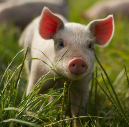 30 интересных фактов о свиньях